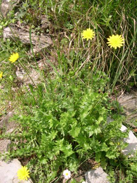 Cosa diventer? Papaver rhoeas