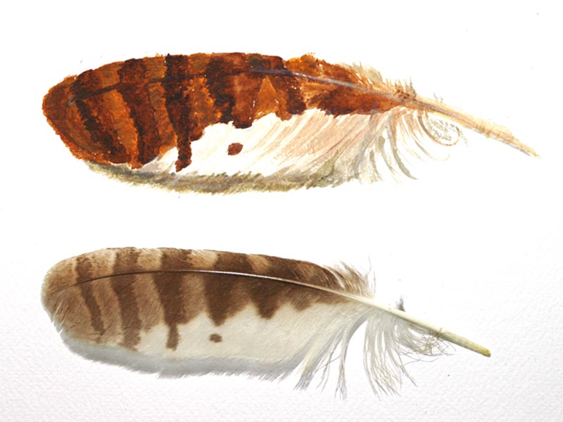 Disegno naturalistico 2Lezione