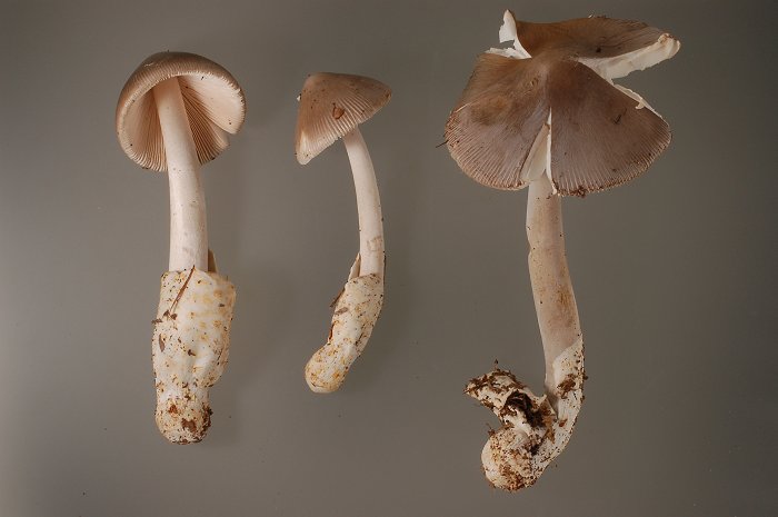 Amanita ochraceomaculata