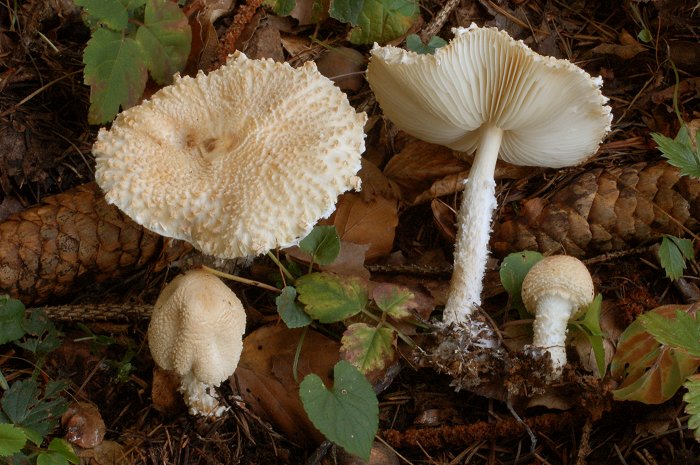 Lepiota clypeolaria e Lepiota  ventriosospora
