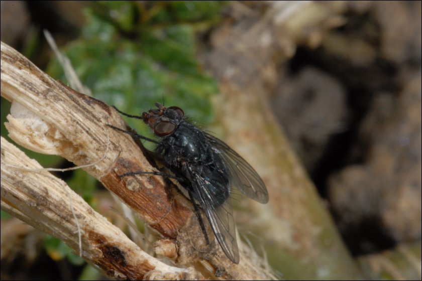Avete mai visto una mosca che beve?