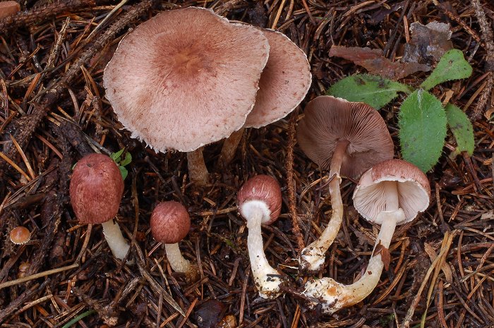 Agaricus dulcidulus (=A. purpurellus = A. semotus).