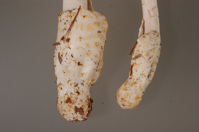 Amanita ochraceomaculata