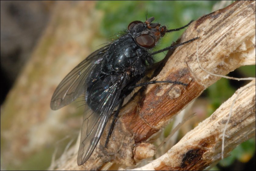 Avete mai visto una mosca che beve?