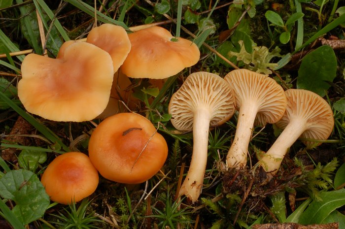 Hygrophorus sp.