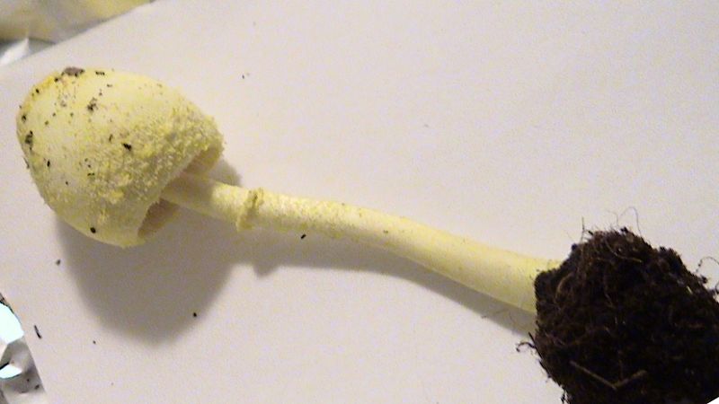 Leucocoprinus flos-sulphuris ?