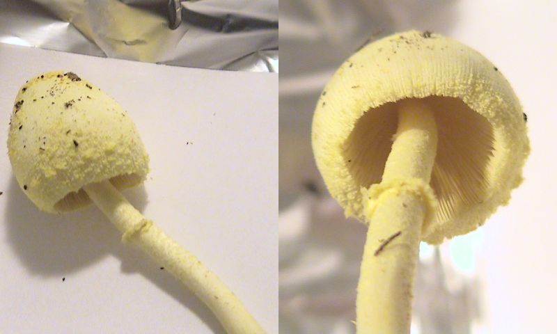Leucocoprinus flos-sulphuris ?