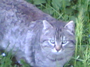 gatto selvatico?