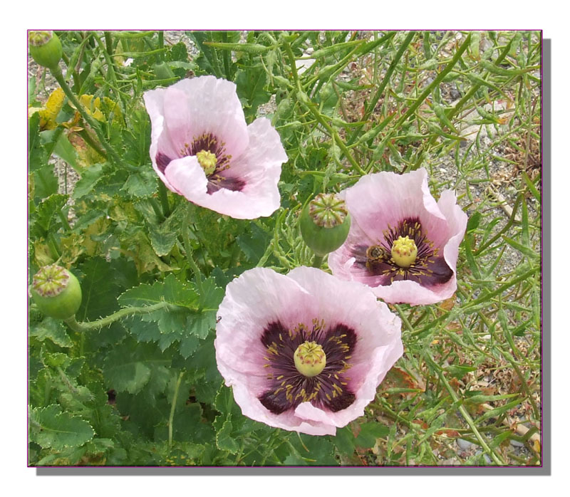 Papaver setigerum / Papavero setoloso