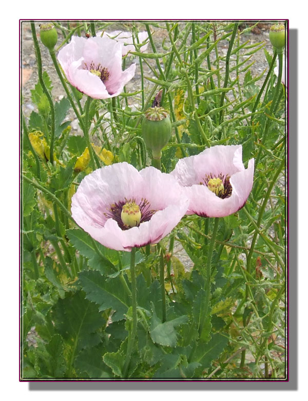 Papaver setigerum / Papavero setoloso