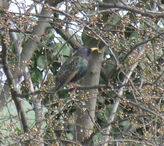 Storno - Sturnus vulgaris
