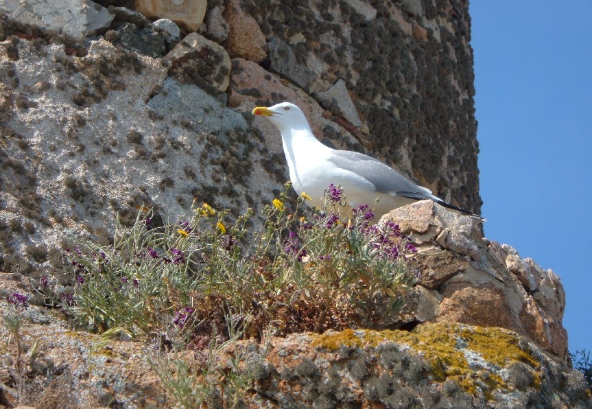 Gabbiano comune & Gabbiano reale