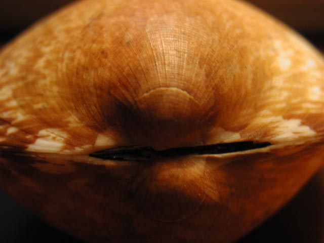 Glycymeris sp.
