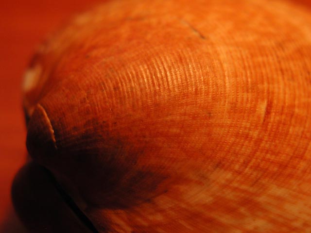 Glycymeris sp.