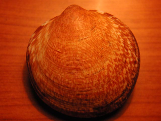 Glycymeris sp.