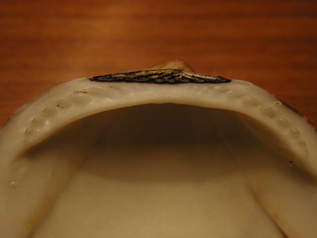 Glycymeris sp.