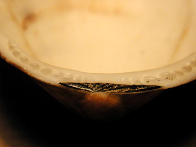 Glycymeris sp.