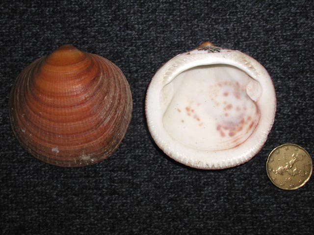 Glycymeris sp.