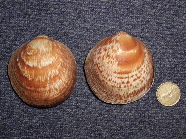 Glycymeris sp.