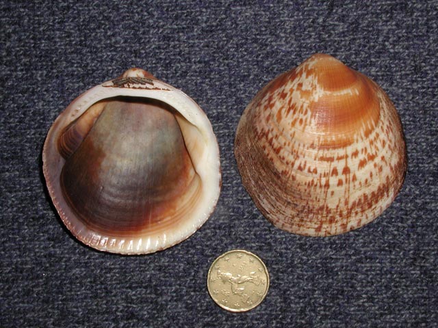 Glycymeris sp.