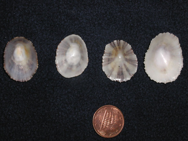 Famiglia Patellidae