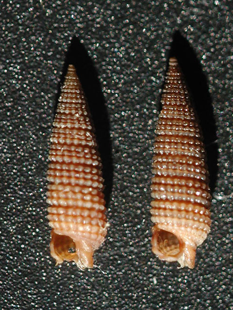 Famiglia Triphoridae, sottofamiglia Triphorinae