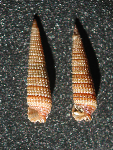 Famiglia Triphoridae, sottofamiglia Triphorinae