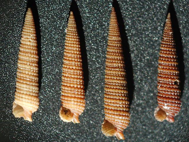 Famiglia Triphoridae, sottofamiglia Triphorinae