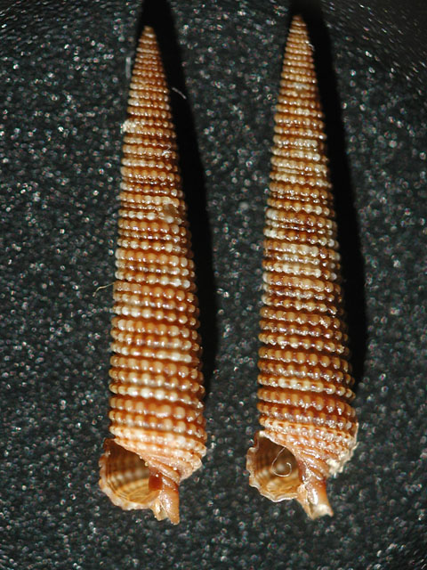 Famiglia Triphoridae, sottofamiglia Triphorinae