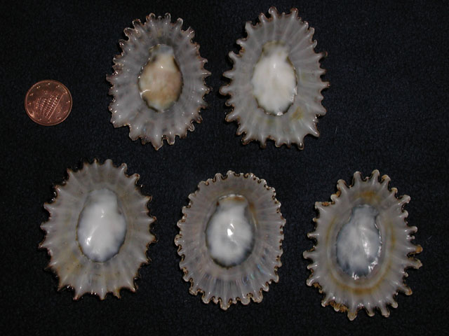 Famiglia Patellidae