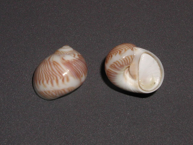 Famiglia Naticidae