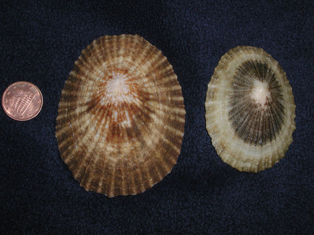 Famiglia Patellidae