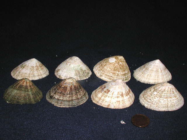 Famiglia Patellidae