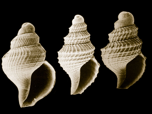 Famiglia CONIDAE