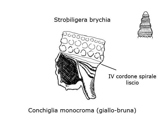 Famiglia Triphoridae, sottofamiglia Triphorinae