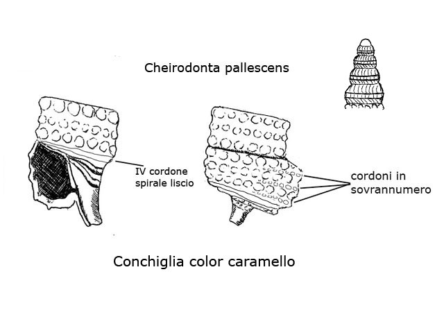 Famiglia Triphoridae, sottofamiglia Triphorinae