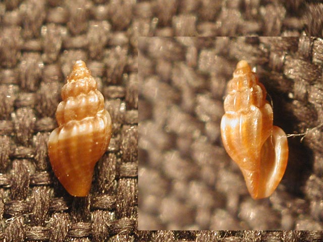 Famiglia CONIDAE