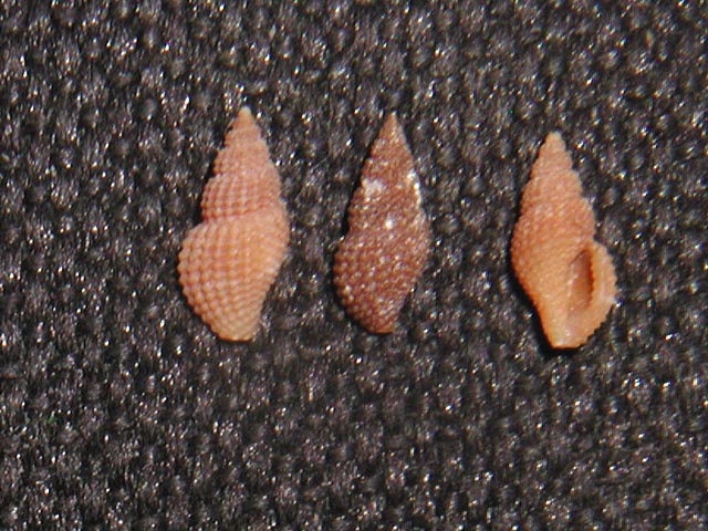 Famiglia CONIDAE