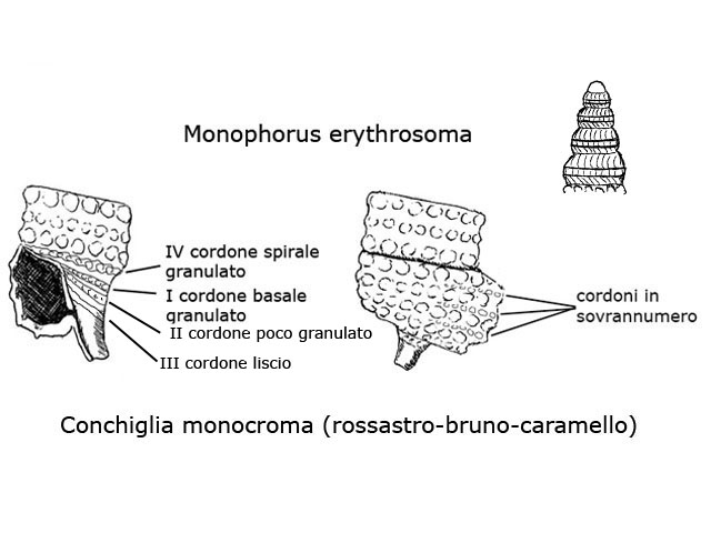 Famiglia Triphoridae, sottofamiglia Triphorinae