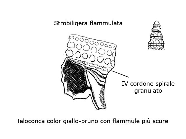 Famiglia Triphoridae, sottofamiglia Triphorinae