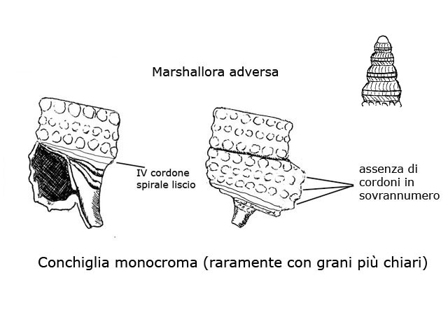 Famiglia Triphoridae, sottofamiglia Triphorinae