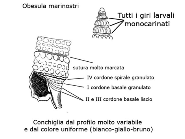 Famiglia Triphoridae, sottofamiglia Triphorinae