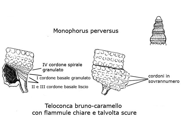 Famiglia Triphoridae, sottofamiglia Triphorinae