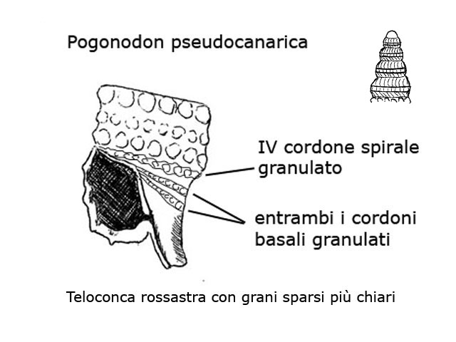 Famiglia Triphoridae, sottofamiglia Triphorinae