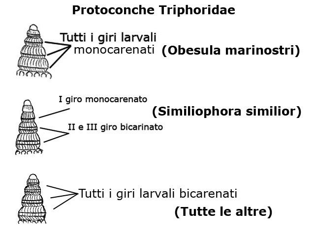 Famiglia Triphoridae, sottofamiglia Triphorinae