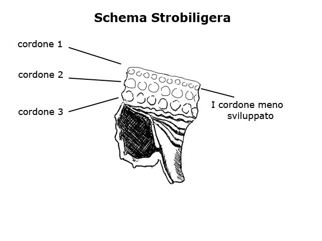 Famiglia Triphoridae, sottofamiglia Triphorinae