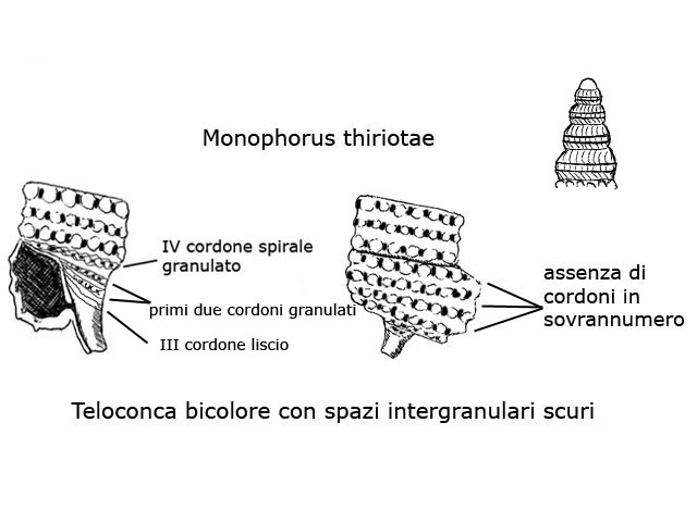 Famiglia Triphoridae, sottofamiglia Triphorinae