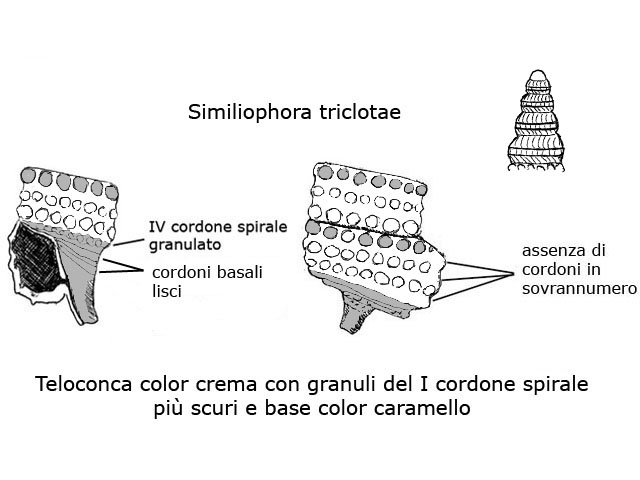 Famiglia Triphoridae, sottofamiglia Triphorinae