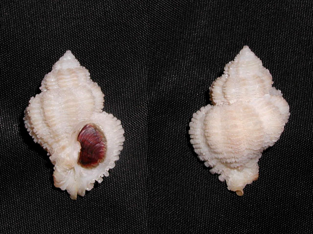 Coralliophila trigoi e C. panormitana