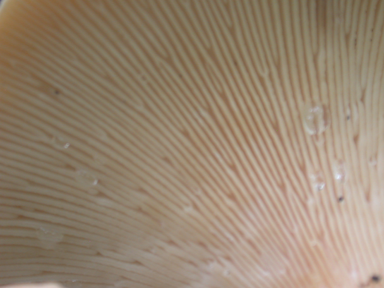 Neolentinus schaefferi